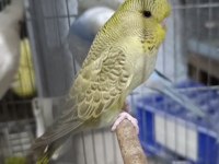 Cins damızlık muhabbet kuşu