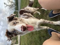 Blue merle border collie Toby’e yeni yuvasını arıyorum