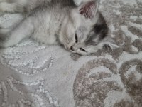 British shorthair silver renk