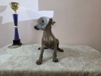 İtalyan tazısı Italian Greyhound Dişi ve erkek yavrular