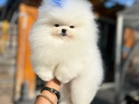 BEBEK YÜZLÜ KORE POODLE YAVRUMUZ