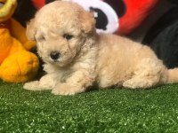 DÜNYA TATLISI MALTİPOO YAVRULARI