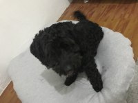 Maltipoo 2 Yaşında