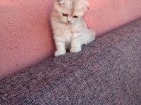 Uygun bayram şekerleri kediler