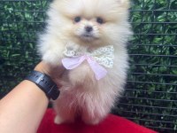 Sağlık ve ırk garantili pomeranian çocuklar