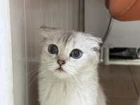 Ücretsiz sahiplendirme scottish fold