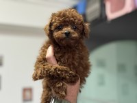 700 gr 4 aylık micro tea cup kore poodle
