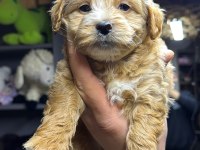 Maltipoo yavrular
