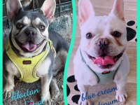 Aşıları yapıldı teslime hazır fransız bulldog yavrular