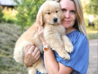 Golden Retriever Yavrular İstenirse Kapınıza Teslim