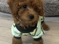 Toy Poodle Safkan Köpekler
