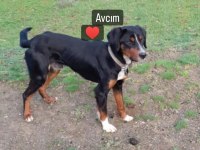 Safkan av köpeği 10 aylık köpeğimiz