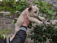 Blue tan platinyum french bulldog