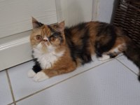 KENDİ YAVRULARIMIZ Exotic Shorthair