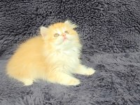 Güzel british longhair kızım yeni evini arıyor