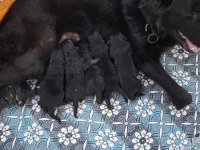 ALMAN KÖPEĞİ YAVRULARI