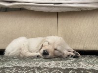 3 Aylık golden retriever saf kan