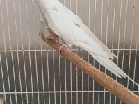3 aylık heavy ve clear siyah göz sultan papağanı