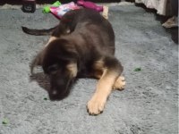 Köpeğimizin adı Linda