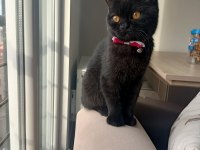 Siyah british shorthair