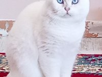 Scottish fold erkekler