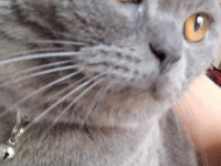 British shorthair mars yuva arıyor