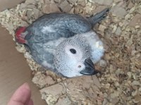 Bebek Jako Papağanı