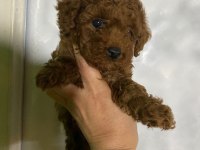 Evde bakılan sağlık ve ırk garantili poodle bebek