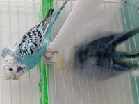 Sağlıklı bir dişi ve bir erkek japones muhabbet kuşu