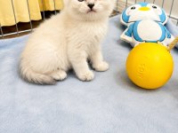 Saf Irk British Shorthair İzmir