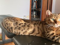 3 yaşında safkan gold dişi bengal kedisi