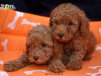 ORJİNAL TOY POODLE