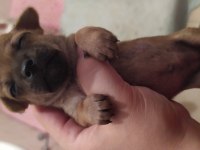 Şvava köpeği yavru
