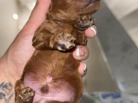 KORE KAN TOY POODLE RED-BROWN