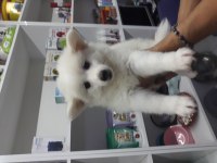 Pomeranian sfenks yavrumuz ucuz sahiplendirilecek