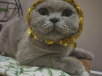 Acil Sahiplendirme british shorthair