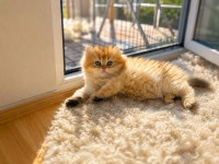 Zarafetin Adı Golden British Longhair