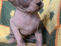Naked Beauty Sphynx Cattery