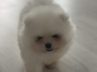 Aynı surat orjinal pomeranian boo
