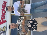 Orjinal ırk yavru kediler Ankara mağazamızda 