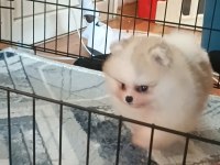 Pomeranian boo köpeğimiz