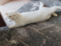KAR BEYAZ SCOTTİSH