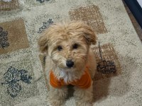 İş durumumdan dolayı acil maltipoo