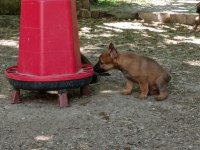 2 Aylık Belçika Malinois