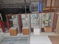 Full + full olarak verilecek muhabbet kuşlar