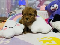 ORJİNAL F1 MALTIPOO 3.NESİL SHOW KALİTE