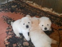 sağlik ve ırk garantili chow yavrularımiz