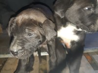 Anne cane corso baba labrador ücretsiz sahiplendirme