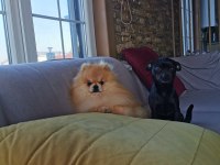 Pomeranian köpeğimiz aslan vizyona girdi