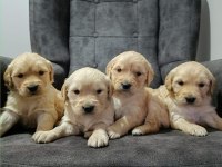 Golden retriever cinsi yavru